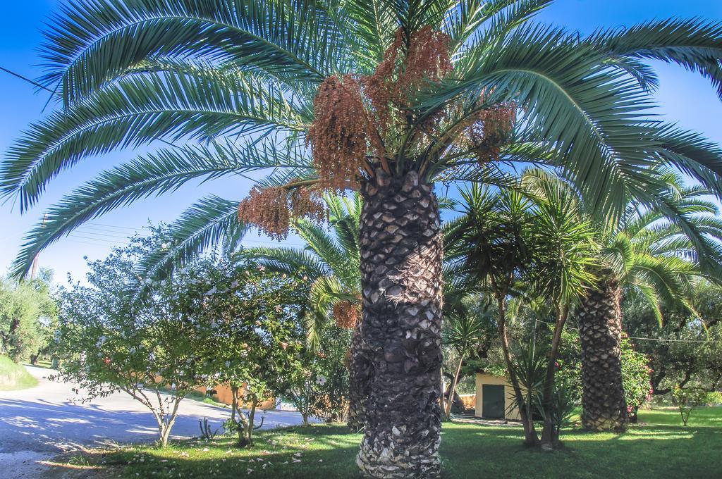Olive Grove Apts Lithakia  Quarto foto